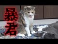 ダラダラ猫たちがガチギレしてズタボロになるまで喧嘩してしまった結果