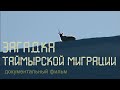 Таймыр. Дикие северные олени. Миграция. Nature of Russia.