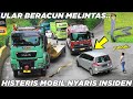 Pertanda Buruk Ular Beracun Dilindas Truk, Histeris Minibus Nyaris Kecelakaan di Sitinjau Lauik