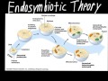 Unraveling The Endosymbiotic Theory In Cell Evolution