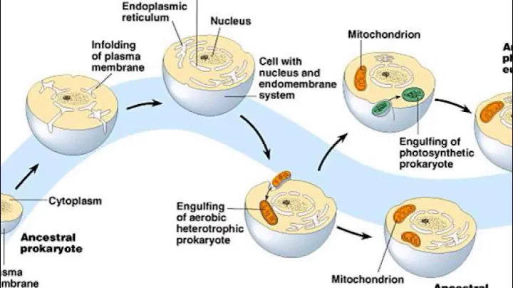 Endosymbiotic Theory