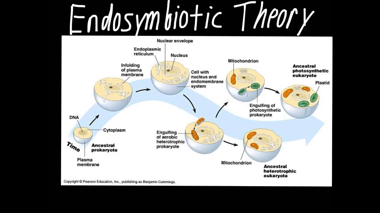 Endosymbiotic Theory Biology Theories Prokaryotic Cell