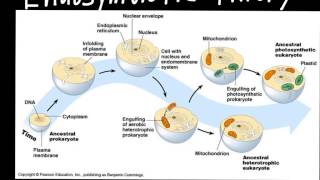 Endosymbiotic Theory