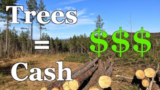 Make Money From Your Trees!  Timber Company Clearcut Our Property  See How Much We Got Paid!