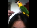 Caique parrot is standing on head