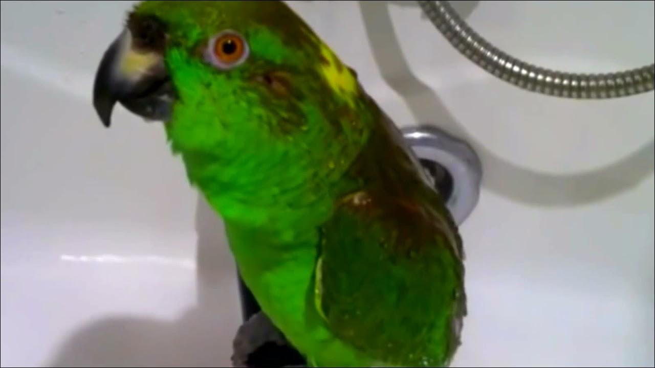 пара попугаев текст. попугай поет песню. и зеленый попугай песня. грусти для попугая. зеленый текст.