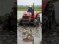 Grandma Drives Tractor Through Muddy Field Full of Fish | Amazing Village Life #farmingsimulator