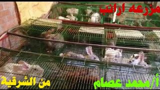 مزرعه ارانب ونجاحه فى التربية  أ / محمد عصام  من الشرقية