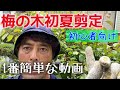 梅の木【初夏の剪定】1番簡単な剪定動画はこれ！【初心者向け】