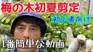 梅の木【初夏の剪定】1番簡単な剪定動画はこれ！【初心者向け】