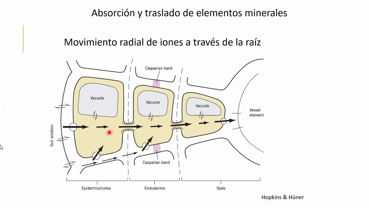 (FCA UNNE) Fisiología Vegetal - Absorción y Traslado de Nutrientes