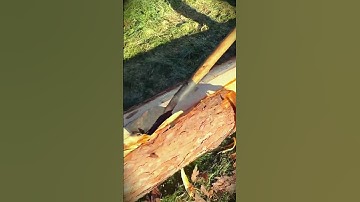 This smart tool is able to peel tree bark quickly and neatly #shorts