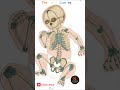 A Baby Has 300 Bones… But Adults Have 206! 🤯👶
