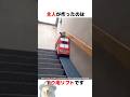 リフトで移動するワンコ