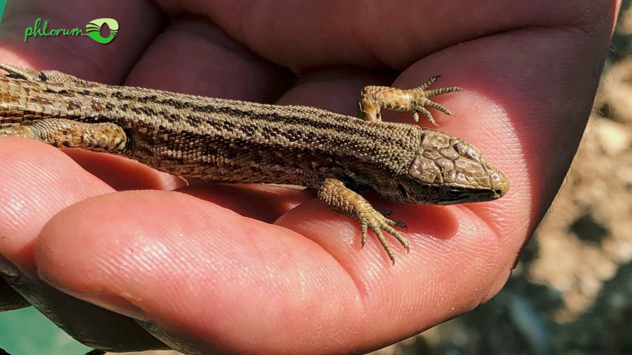 What Are Ecological Surveys & Assessments?