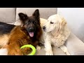 Golden Retriever Plays with German Shepherd