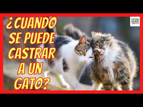 Video: ¿Los gatos machos no castrados siempre rocían?