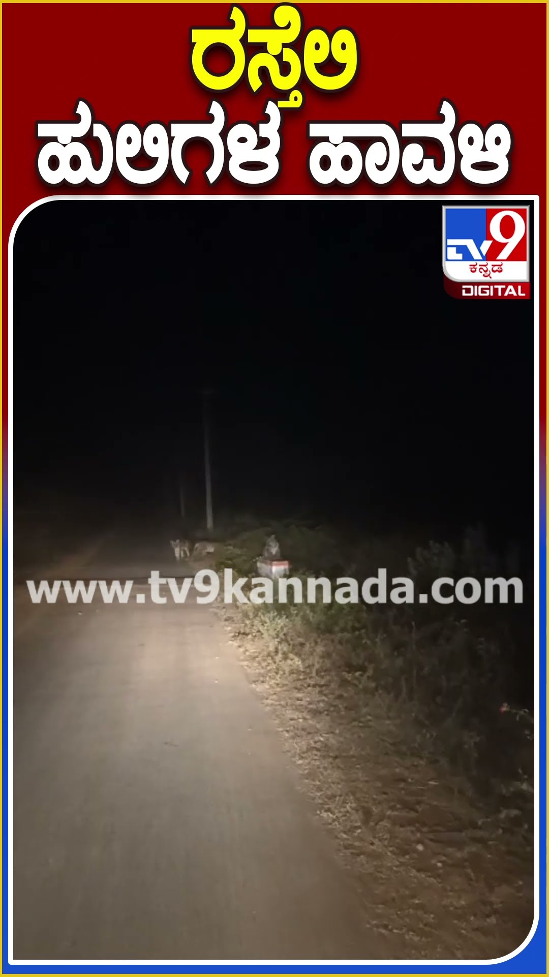 ರಸ್ತೆಲಿ ಹುಲಿಗಳ ಹಾವಳಿ #Tiger #Tv9D