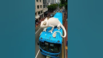 tắc kè hoa tắc kè kêu gecko #tackehoa #gecko #tacke