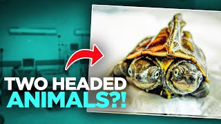 Two Headed Animals You Won't Believe Exist