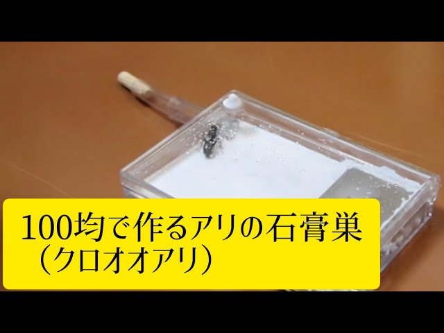 アリの石膏巣 試作品 sddefault.jpg