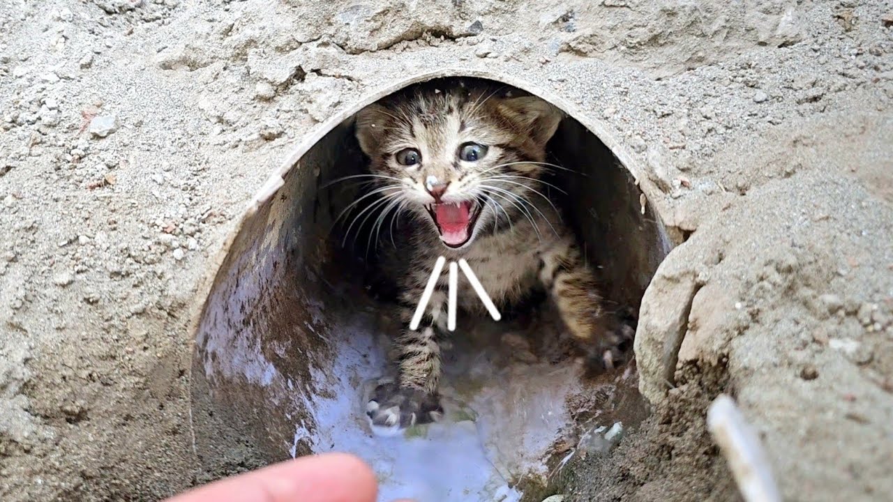 Stray Kittens’ Flooded Home Turns into a Journey Toward Safety and Love 🐾🌧️💖
