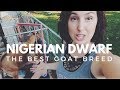 NIGERIAN DWARF GOATS: Why you'll fall in love with this breed!