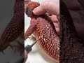 Helping babe with his shed #beardeddragon #wildlifesurvival #reptiles #wildlifesimulation