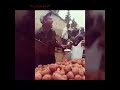 جيبولي ماميدو ههههه توحشت أنوشي 