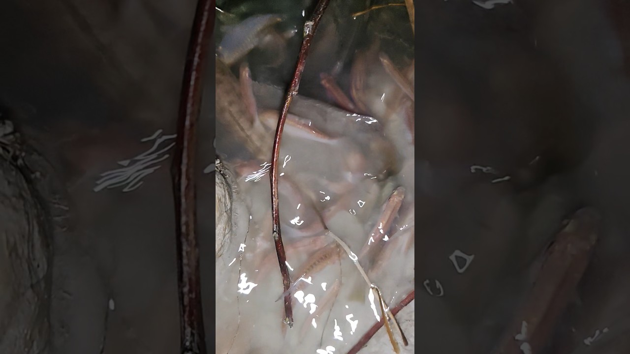 রাতে বৃষ্টির নতুন পানিতে দেখুন মাছ কিভাবে উপরে উঠে।। Fish serch #shorts