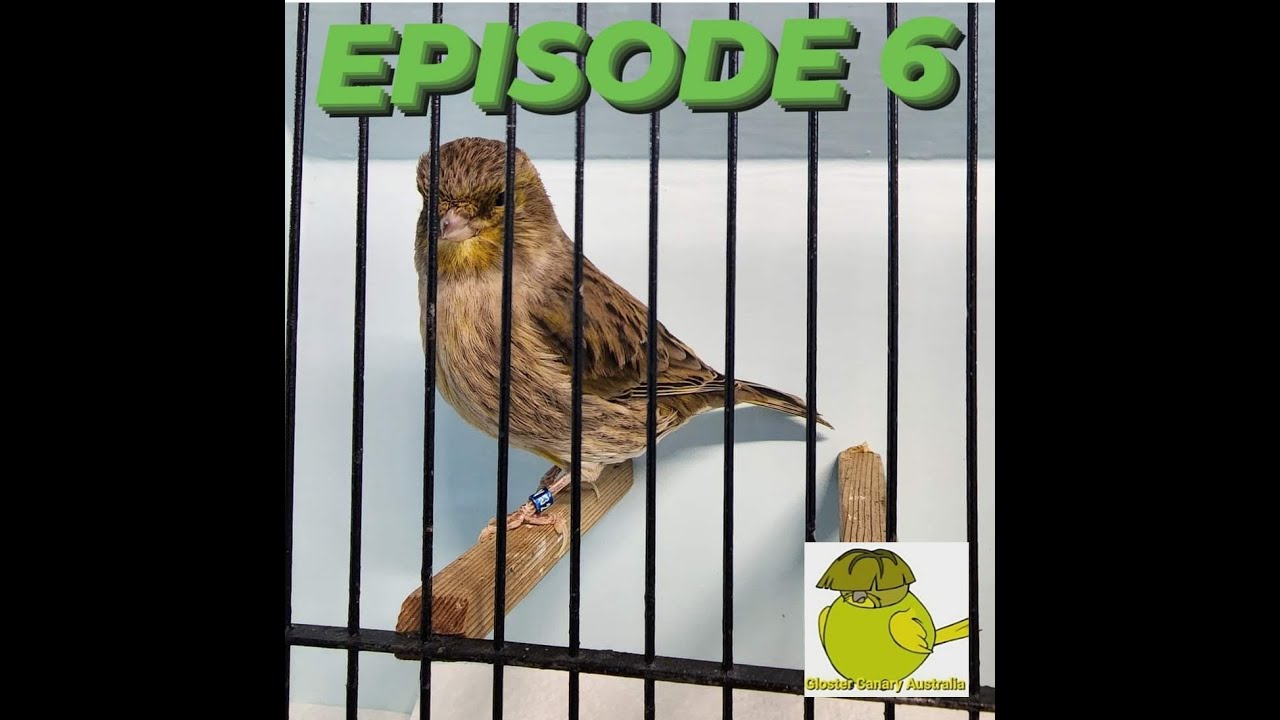 Episode - 6 Gloster Canary Australia The green team and my egg & biscuit mix