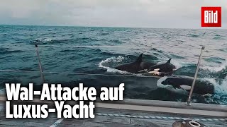 30 Orcas greifen Luxus-Jacht im Mittelmeer an