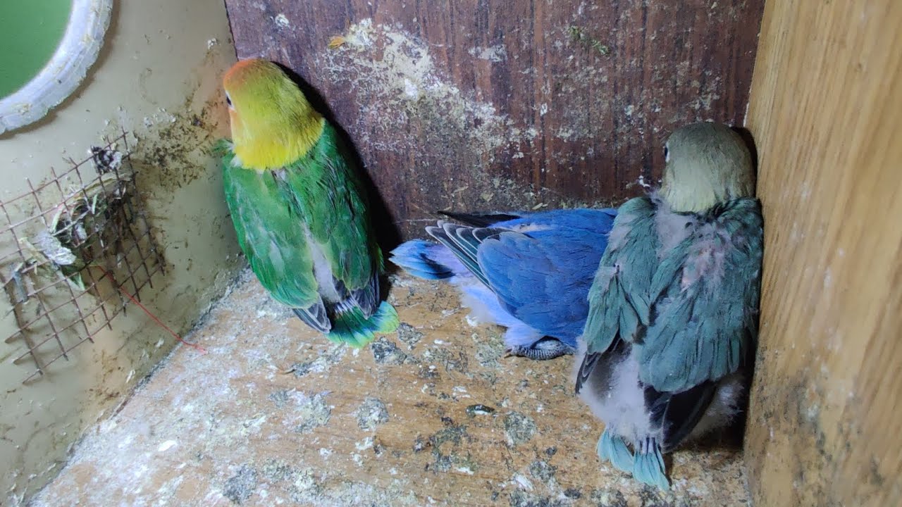 DAY 69🦜5th RAMADAN😍#lovebirds #parrot #minivlog #foryou #birds #hatching 🐣