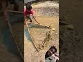 Big Fish Catching #fishing #fish #bigfish #fishingvideo #viralvideo