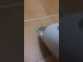 アイリスオーヤマ コードレス掃除機の吸引力