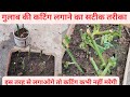 गुलाब की कटिंग लगाने का सही तरीका |how to grow rose plant from cutting|growing rose plant from cutti