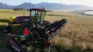 Swellendam Canola Swathing 2020