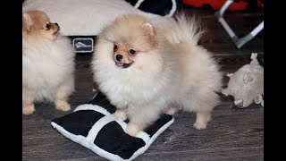 видео: Какой Рост у Миниатюрного Померанского Шпица, Вес щенка, длина мордочки у шпица ** картинка: Какой Рост у Миниатюрного Померанского Шпица, Вес щенка, длина мордочки у шпица **
