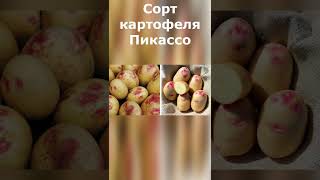 Сорт картофеля Пикассо. Высокоурожайные сорта картофеля.