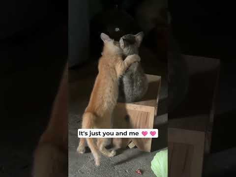 You and me forever β€οΈβ€οΈ #cats #cat