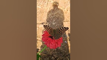 Thumbnail of The song of the butterfly: the dance of colors in silence