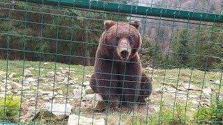 Синевир 2022: реабілітаційний центр бурого ведмедя в Закарпатті Brown bear rehabilitation center