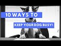 10 Easy Ways To Keep Your dog Busy & Entertained!