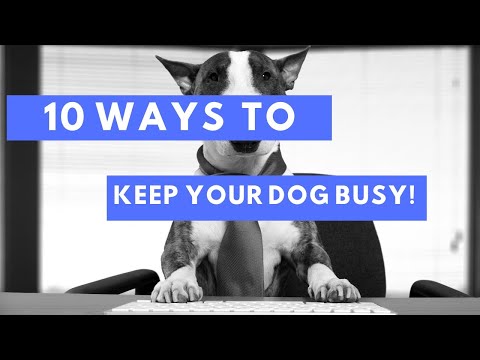 POWER TIPS ON HOW TO KEEP A DOG BUSY WHILE AT WORK