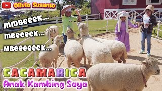 Anak Kambing (Cacamarica) - artis Olivia Susanto | Lagu anak populer #laguanak #oliviasusanto #sheep