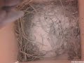 Birdcam_10-03-06_11`49`22.avi