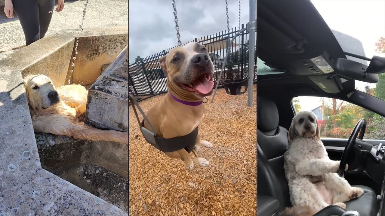 When Dogs Are Just Too Extra for This World