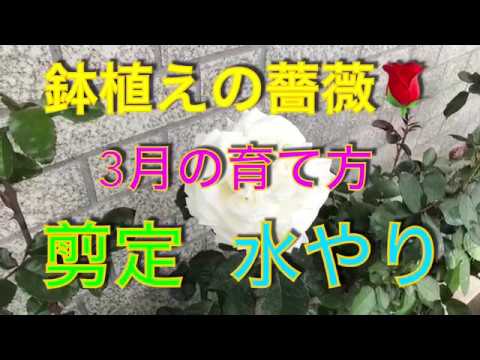 鉢植え薔薇 3月の育て方 春の剪定 水やり Youtube