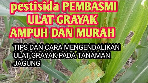 cara mengendalikan hama ulat grayak pada tanaman jagung ulat pasti mati jagung subur