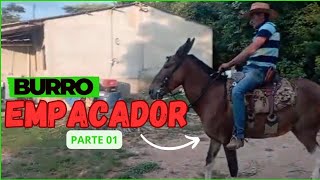 BURRO EMPACADOR. COMO CORRIGIR ESSA MANIA NO SEU ANIMAL PARTE 01